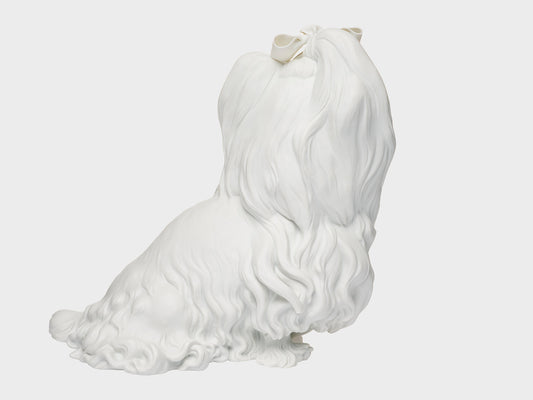 Yorkshire Terrier | 537 | weiss biskuit