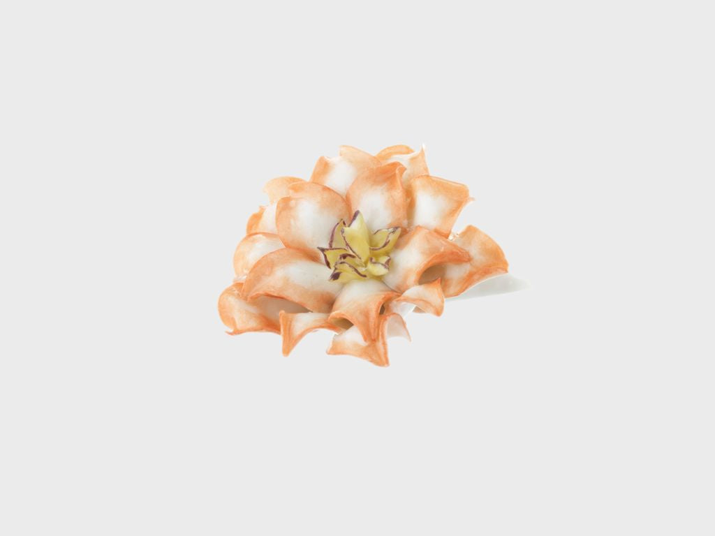 Tischblume Kaktusblume