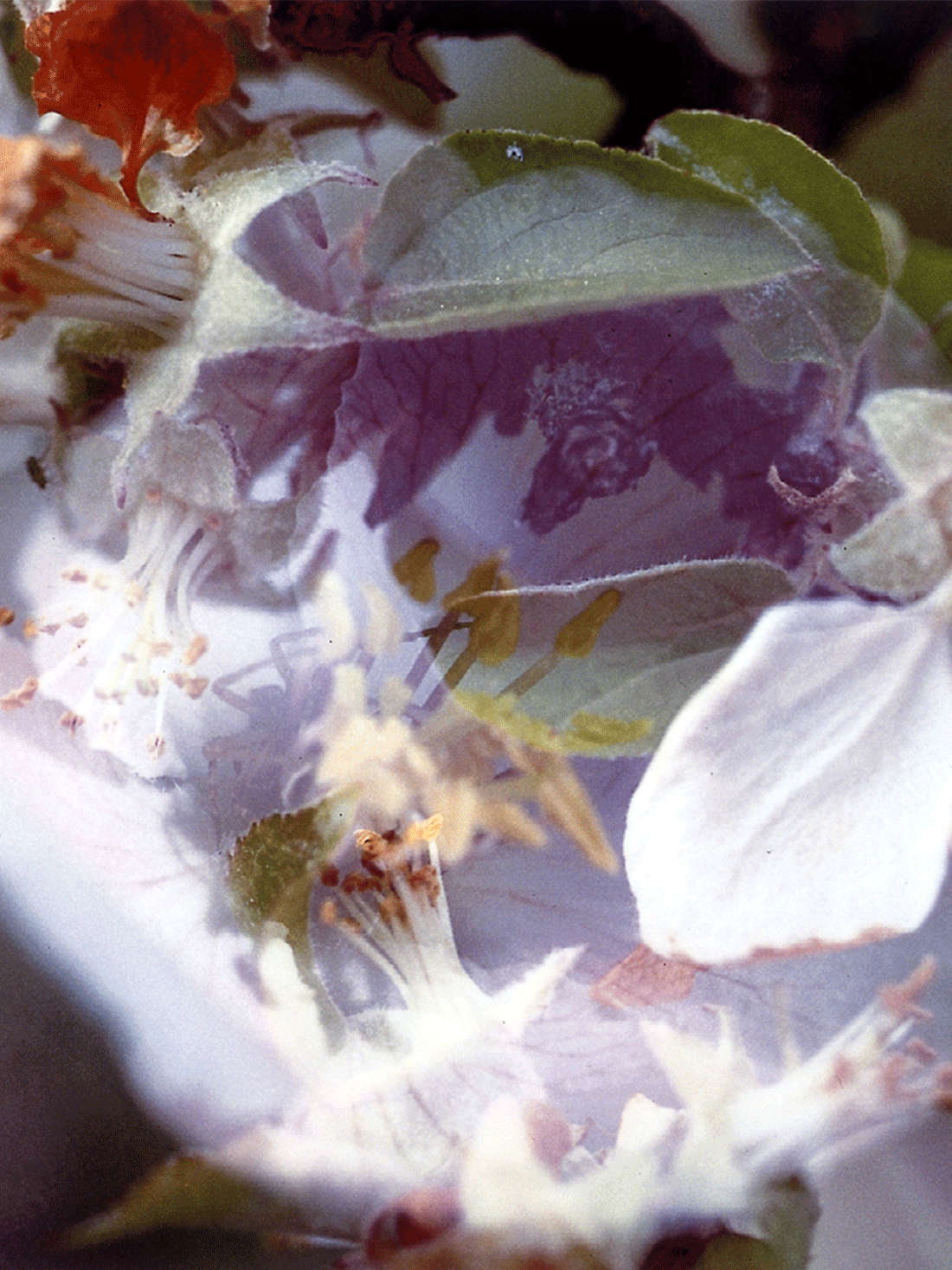 BLUMENPROJEKTION - HERBST