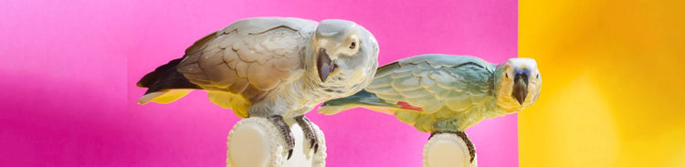 Vögel