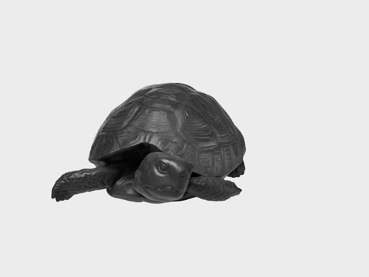 Schildkröte Michael