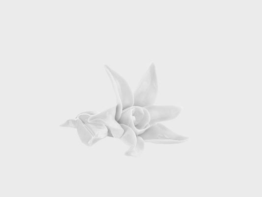 Tischblume Sternblume