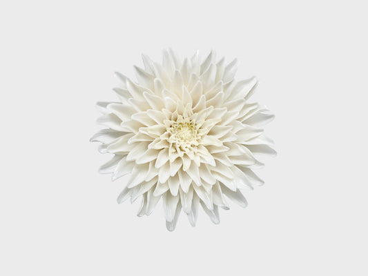 Tischblume Chrysantheme