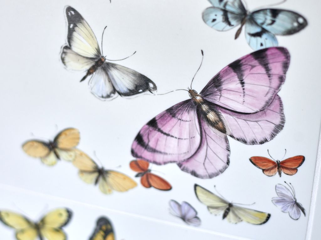 Wall tile | Papilio